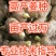 高产王姜种头芽生茬地抗病能力强防姜瘟包回收技术指导服务