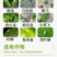10%吡丙醚杀卵效果好杀虫药打虫药内吸传导