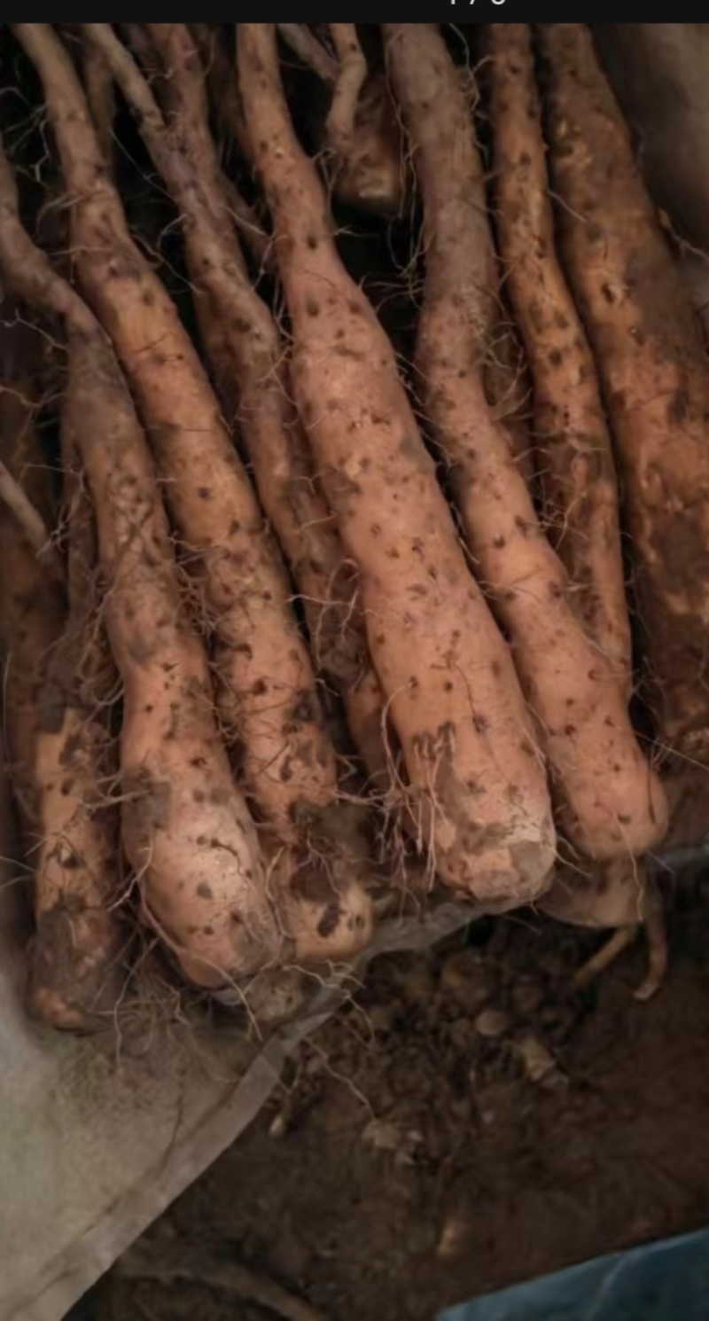 黄皮独根立紫药豆苗