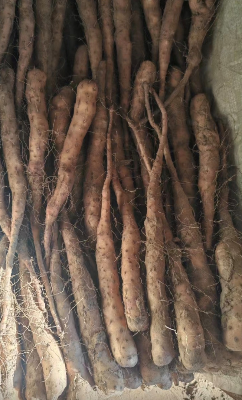 黄皮独根立紫药豆苗