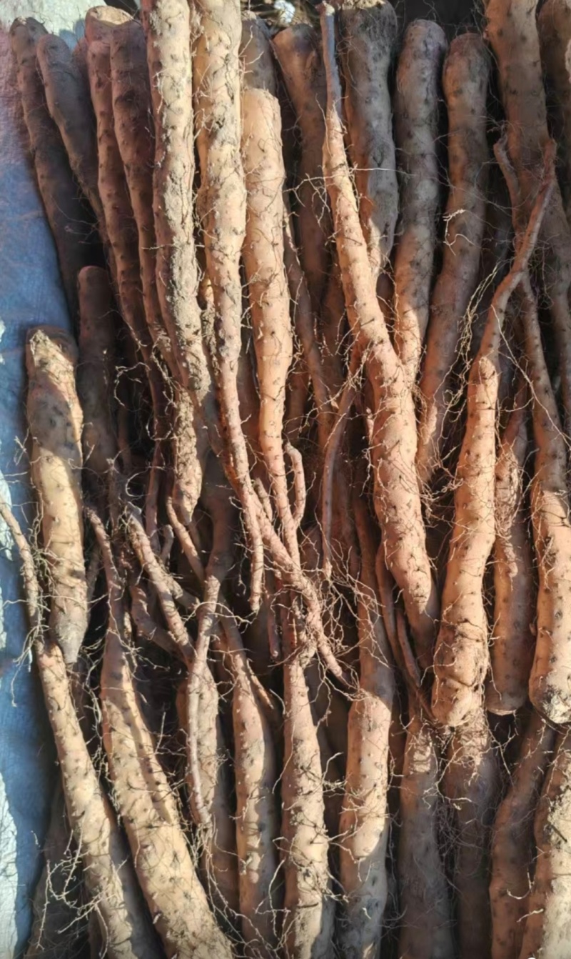 黄皮独根立紫药豆苗