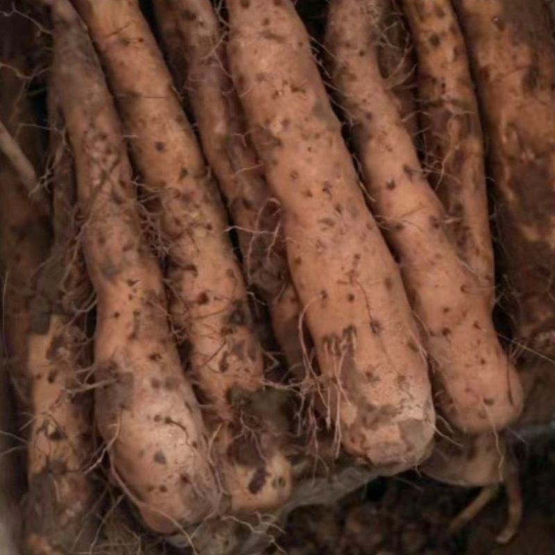黄皮独根立紫药豆苗