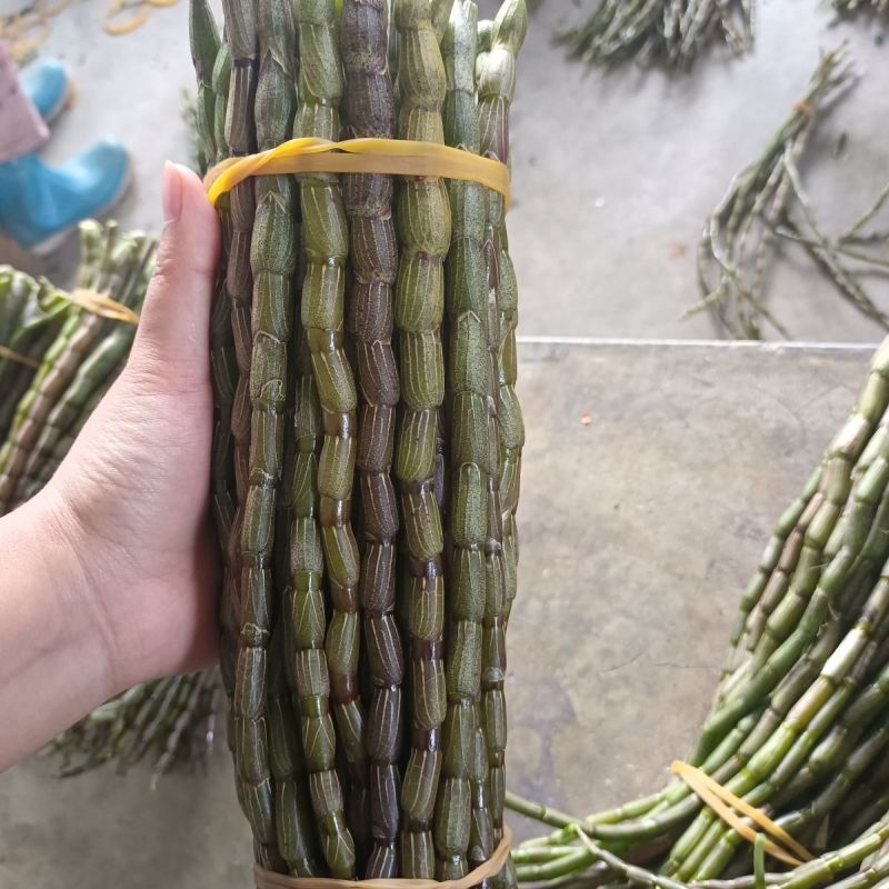 云南铁皮石斛鲜条新鲜直发基地批发