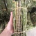 云南铁皮石斛鲜条新鲜直发基地批发