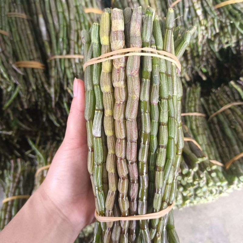 云南铁皮石斛鲜条新鲜直发基地批发