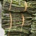 云南铁皮石斛鲜条新鲜直发基地批发