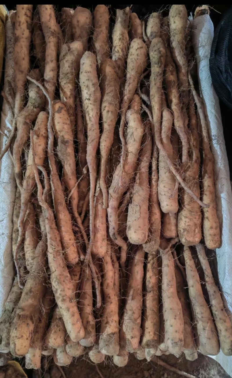 黄皮独根立紫药豆苗