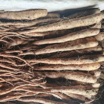 黄皮独根立紫药豆苗