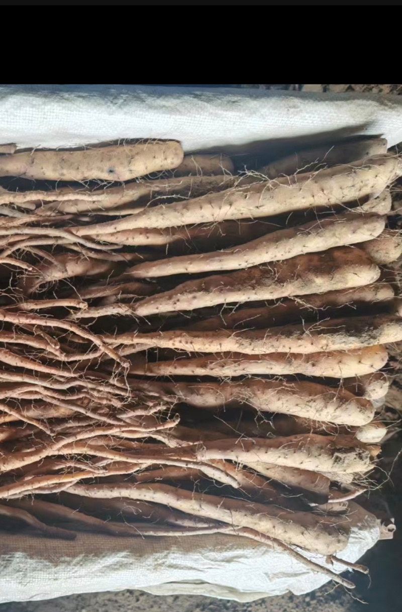 黄皮独根立紫药豆苗