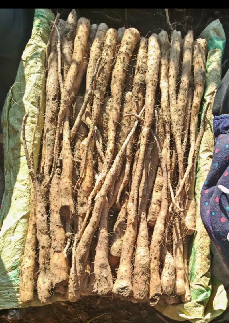 黄皮独根立紫药豆苗