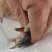 黄沙鳖原种一代种公