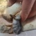 黄沙鳖原种一代种公