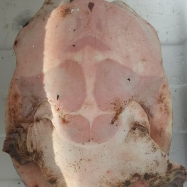 黄沙鳖原种一代种公