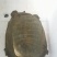 黄沙鳖原种一代种公