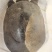 黄沙鳖原种一代种公