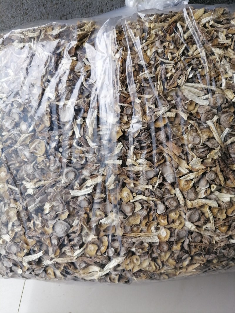 鹿茸菇碎菇，便宜鹿茸菇，碎菇