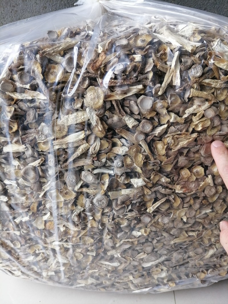鹿茸菇碎菇，便宜鹿茸菇，碎菇