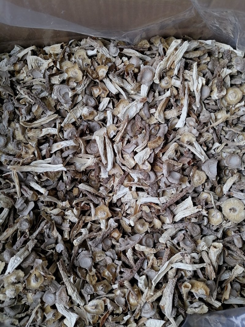 鹿茸菇碎菇，便宜鹿茸菇，碎菇