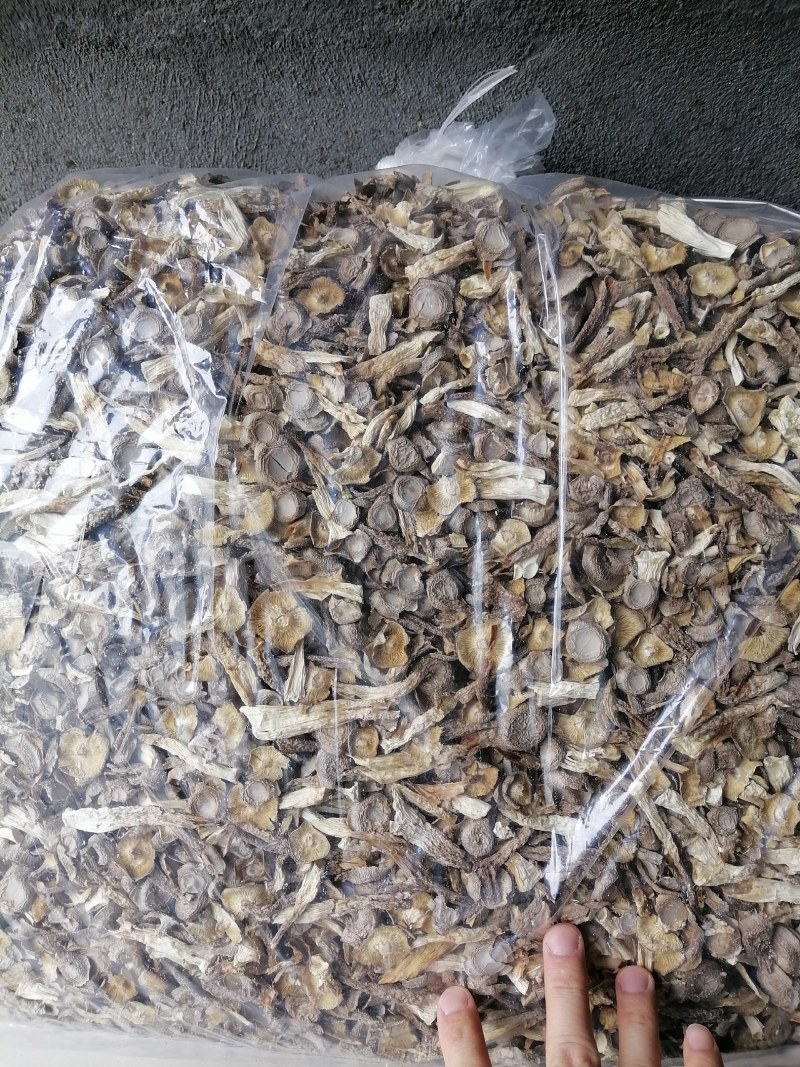 鹿茸菇碎菇，便宜鹿茸菇，碎菇