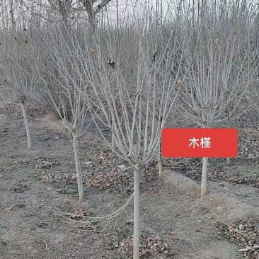河北定州木槿矮杆丛生大拨花灌木绿化苗木树苗