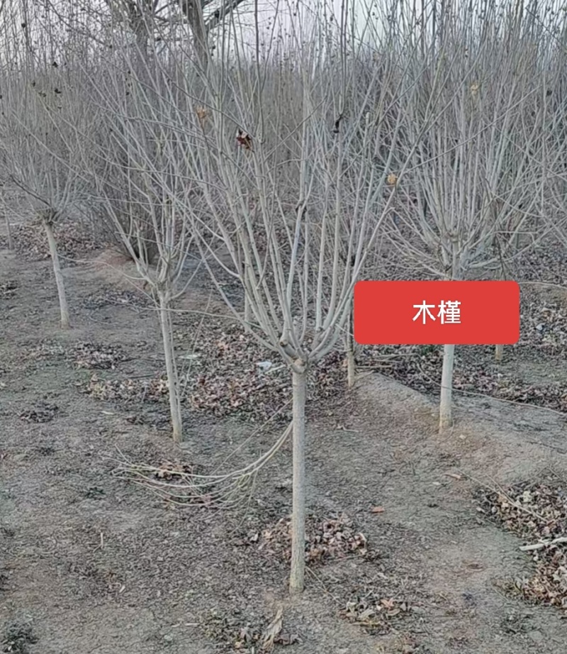 河北定州木槿矮杆丛生大拨花灌木绿化苗木树苗