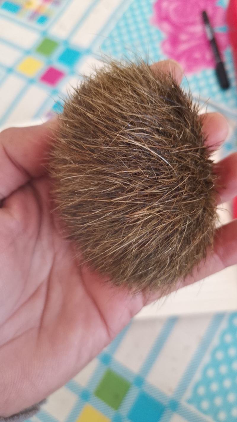 猪辰砂俗称猪砂猪宝，重110克X一万八一克出售，支持所有