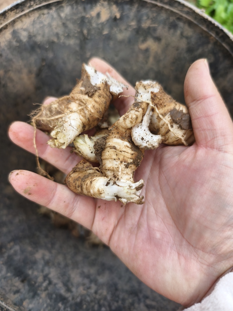 玄参芽玄参种芽改良玄参苗黑参产地发货量大运费可商议