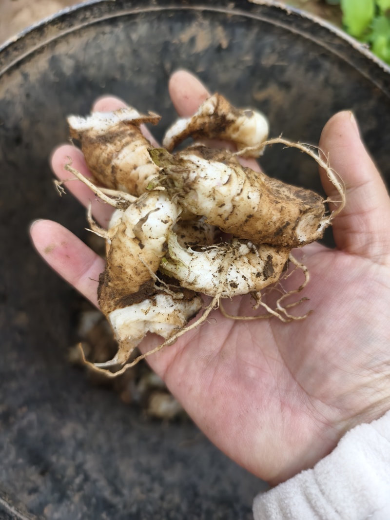 玄参芽玄参种芽改良玄参苗黑参产地发货量大运费可商议