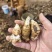 玄参芽玄参种芽改良玄参苗黑参产地发货量大运费可商议