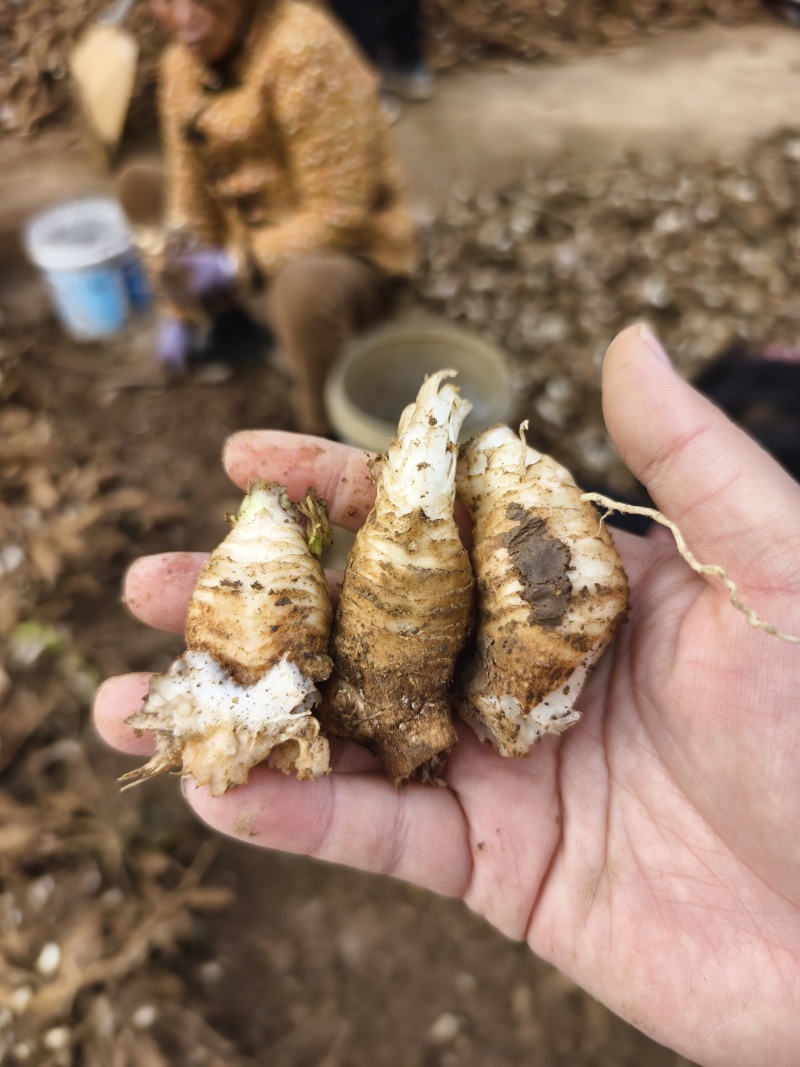 玄参芽玄参种芽改良玄参苗黑参产地发货量大运费可商议