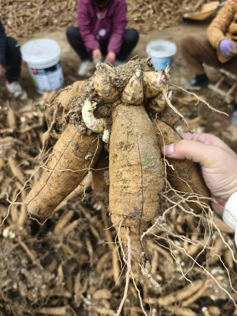 玄参芽玄参种芽改良玄参苗黑参产地发货量大运费可商议