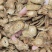 牛蒡批发牛蒡茶规格齐全可供实体店量大价优