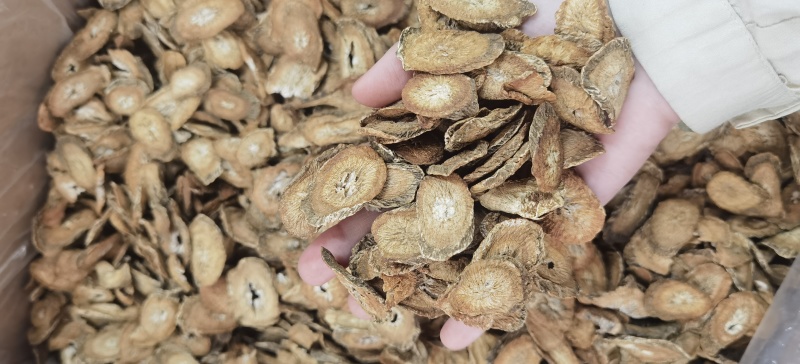 牛蒡批发牛蒡茶规格齐全可供实体店量大价优