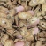 牛蒡批发牛蒡茶规格齐全可供实体店量大价优
