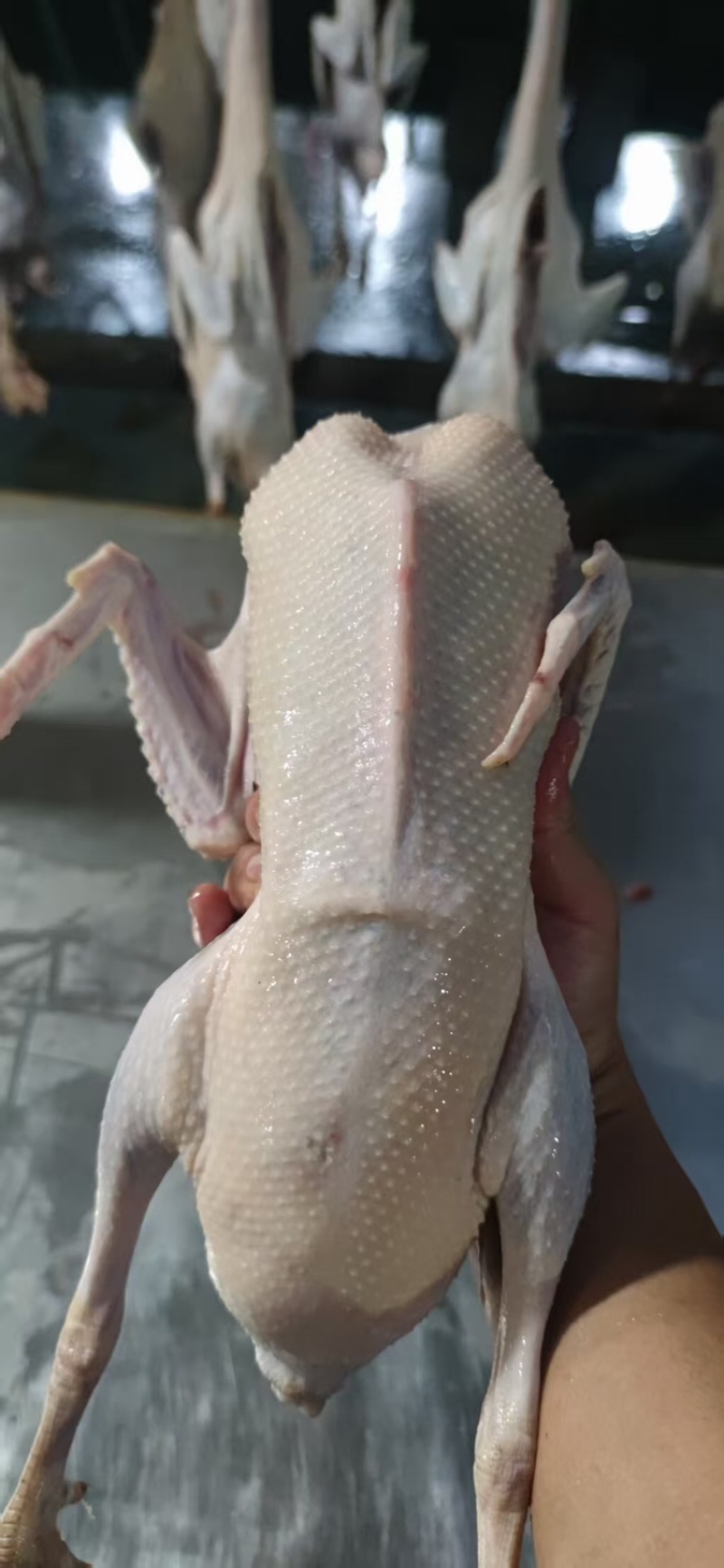 400天以上水麻鸭