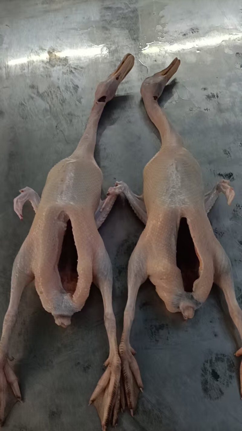 400天以上水麻鸭