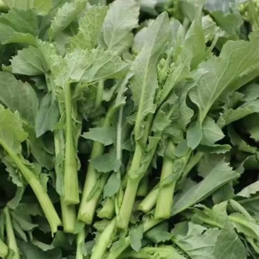 云南罗平新鲜油菜苔
