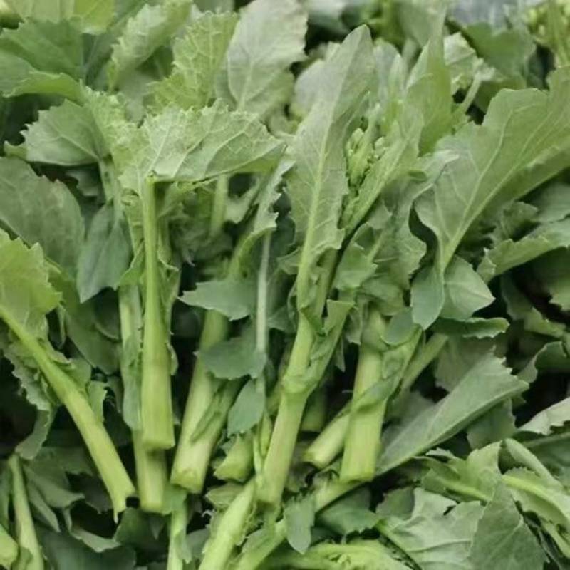 云南罗平新鲜油菜苔