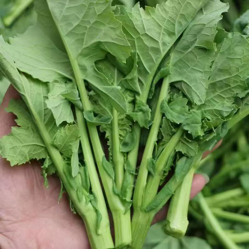云南罗平新鲜油菜苔