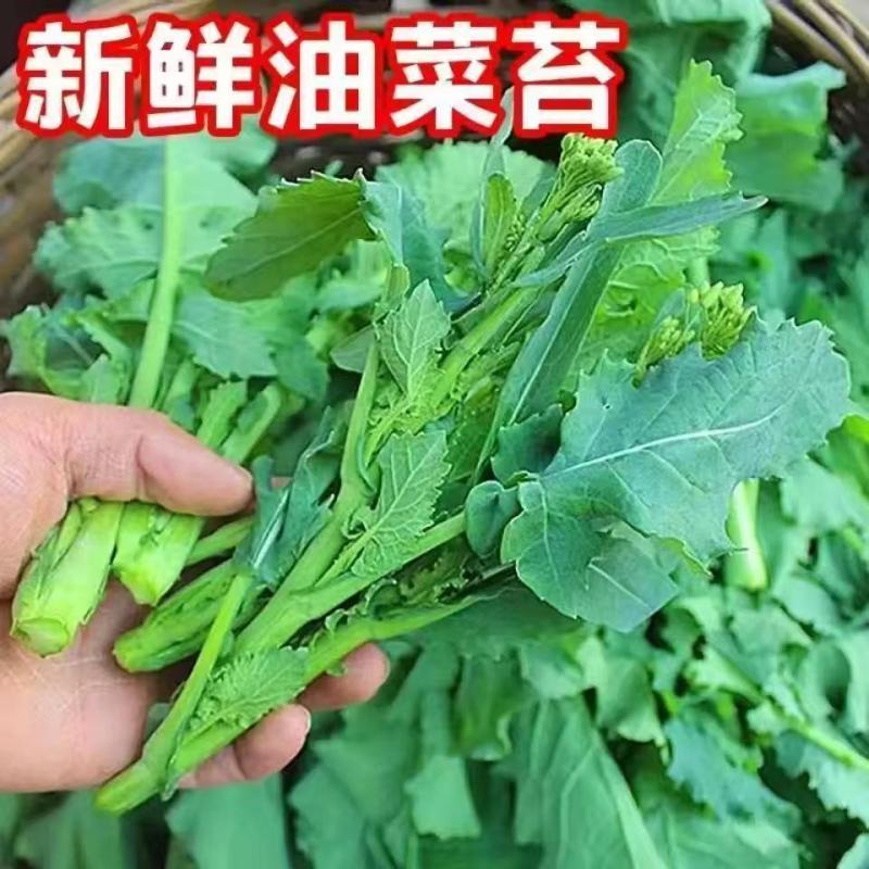 云南罗平新鲜油菜苔