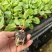 嫁接直杆紫鄂绿鄂长茄大龙苗烧烤茄圆茄黑宝各品种