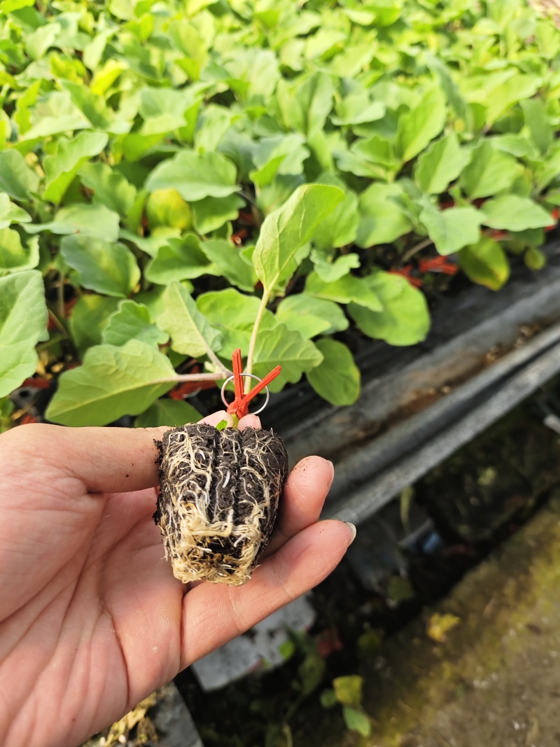 嫁接直杆紫鄂绿鄂长茄大龙苗烧烤茄圆茄黑宝各品种