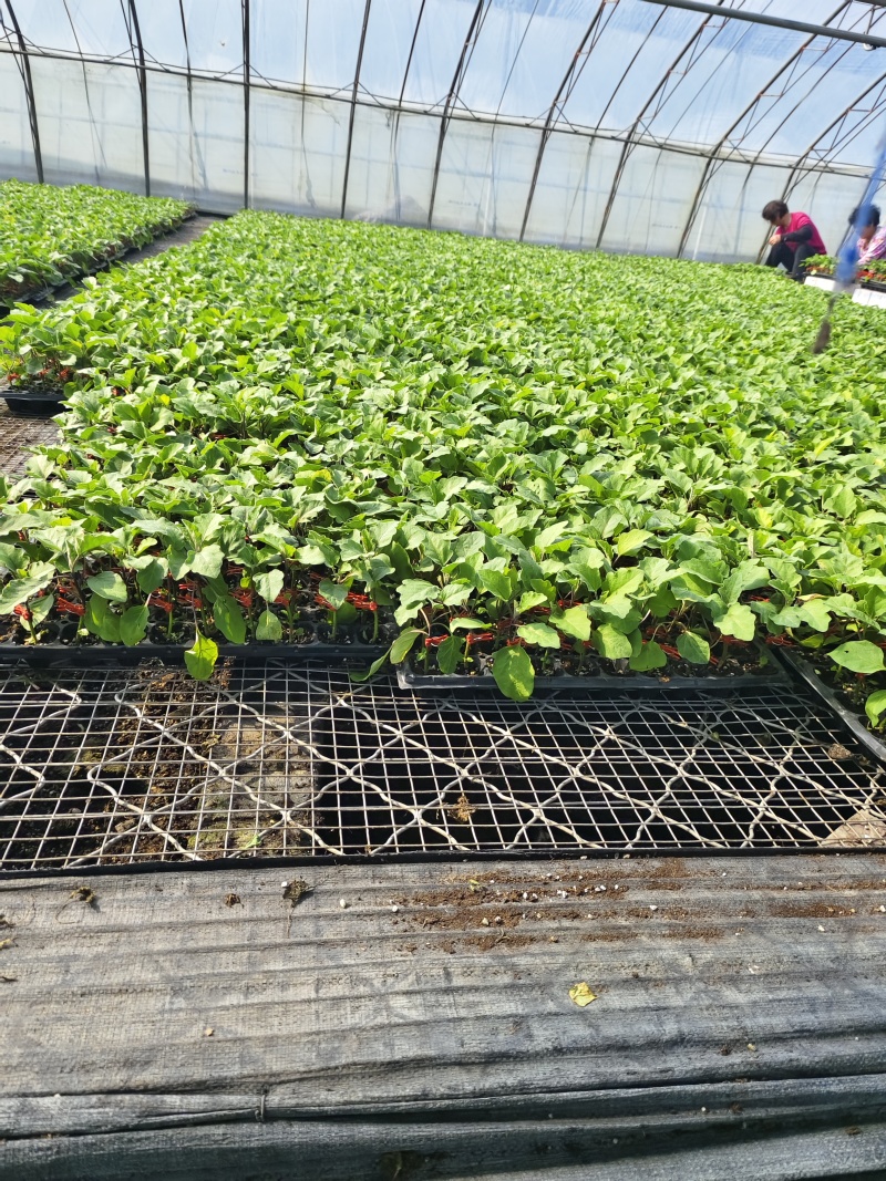 嫁接直杆紫鄂绿鄂长茄大龙苗烧烤茄圆茄黑宝各品种
