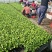 嫁接直杆紫鄂绿鄂长茄大龙苗烧烤茄圆茄黑宝各品种