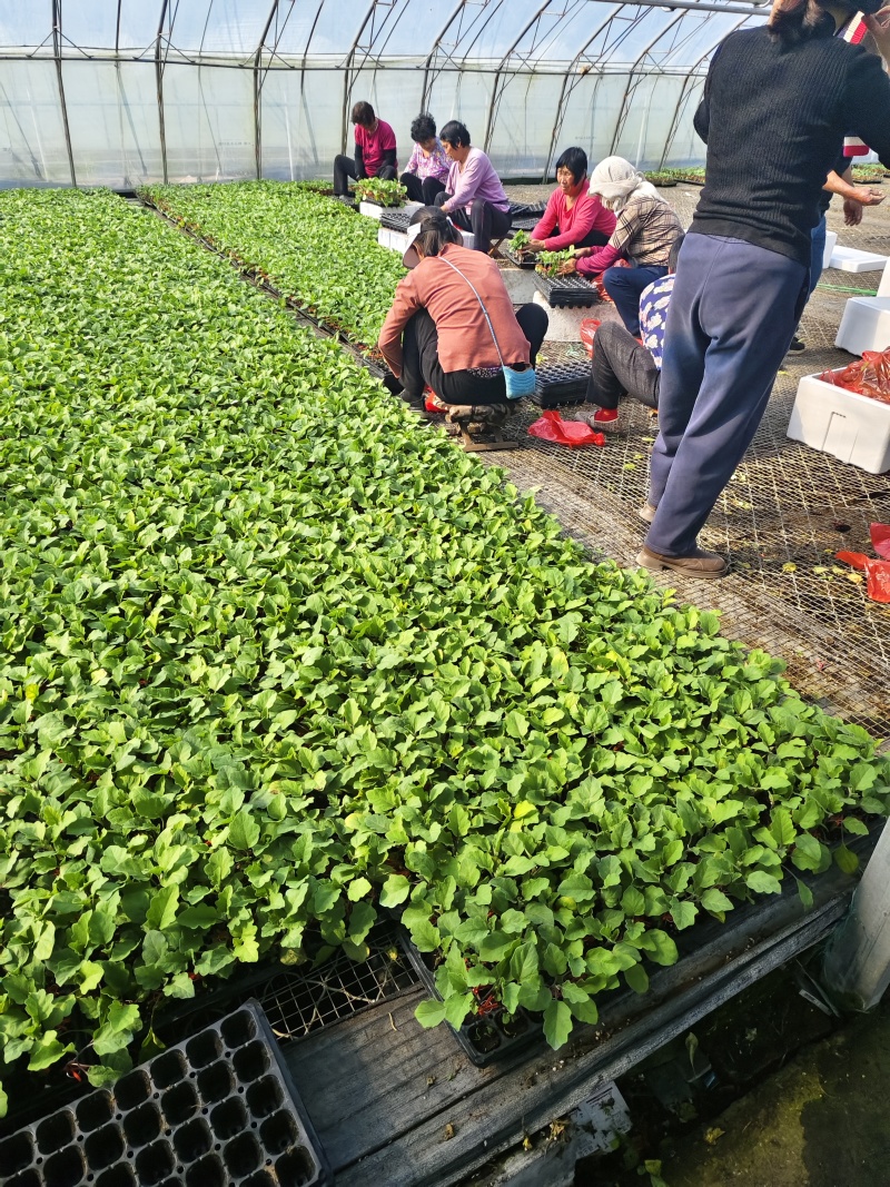 嫁接直杆紫鄂绿鄂长茄大龙苗烧烤茄圆茄黑宝各品种