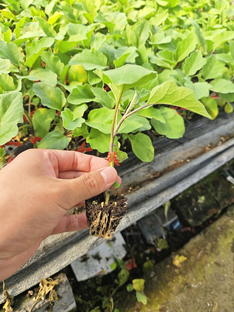 嫁接直杆紫鄂绿鄂长茄大龙苗烧烤茄圆茄黑宝各品种
