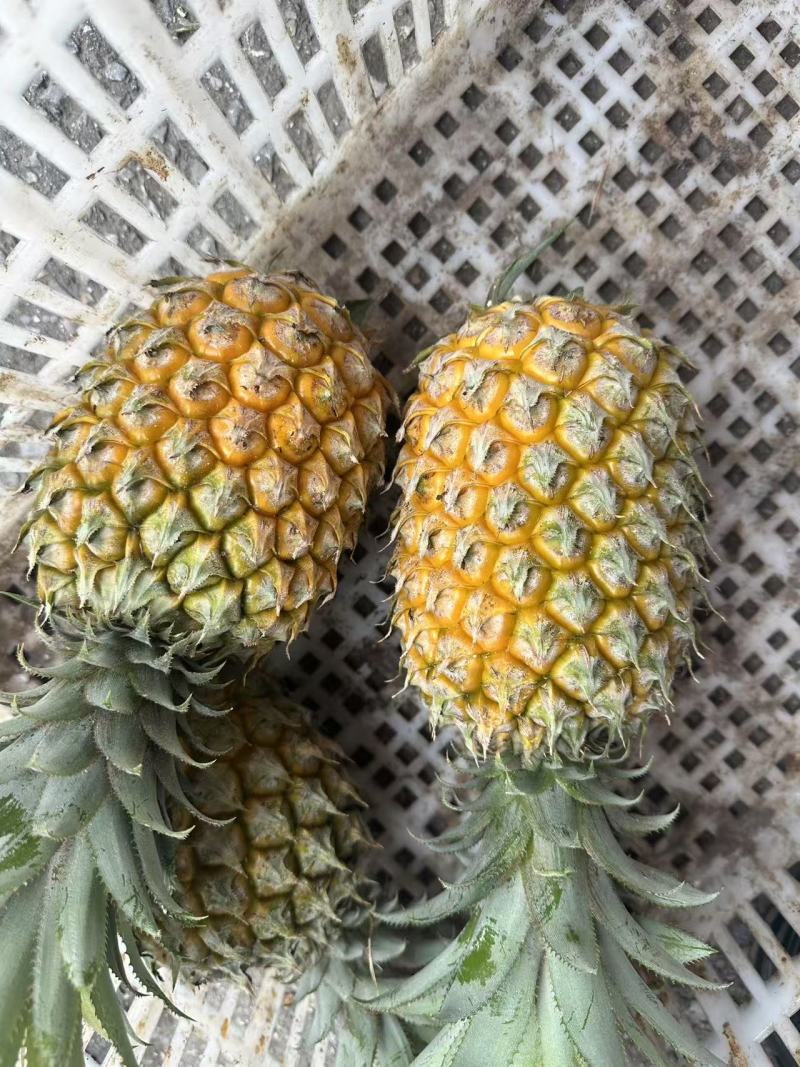 菠萝