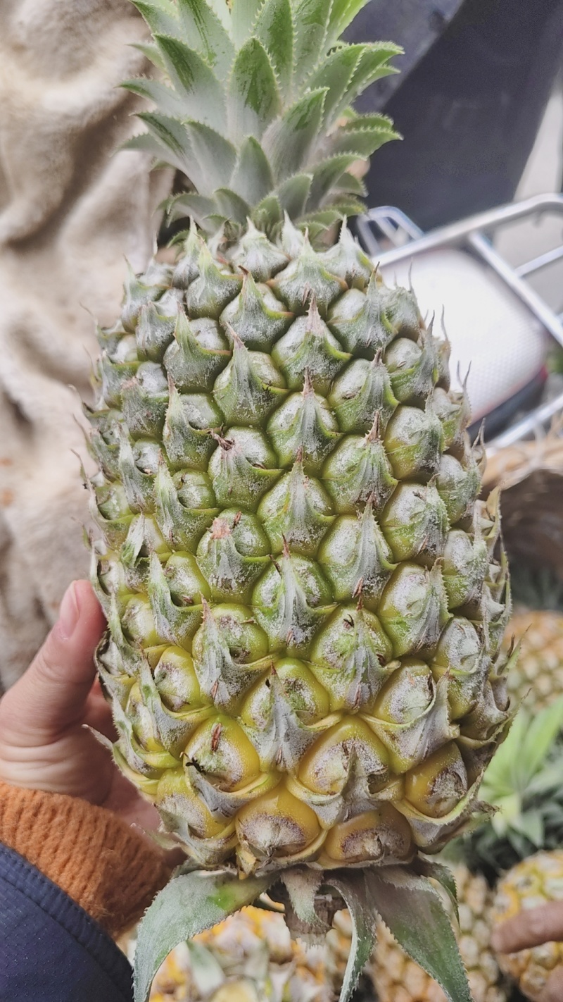 菠萝