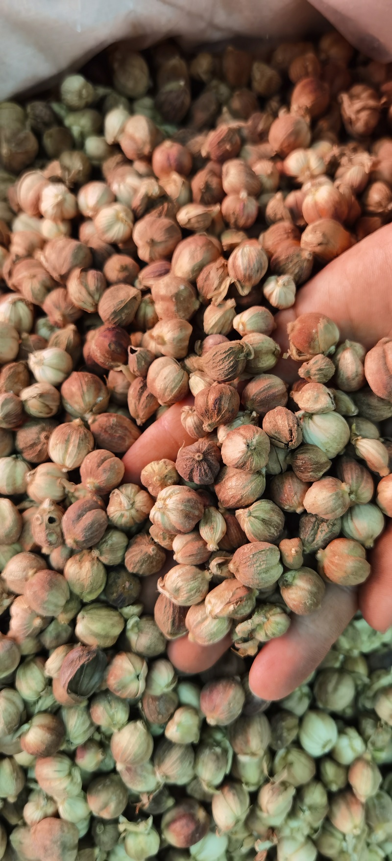白豆蔻批发白豆蔻可供实体店批发零售量大从优