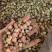 白豆蔻批发白豆蔻可供实体店批发零售量大从优